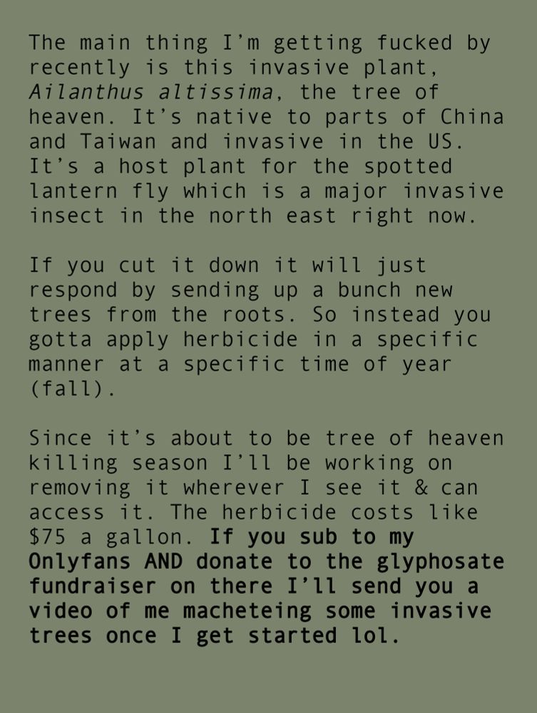 The main thing I’m getting fucked by recently is this invasive plant, Ailanthus altissima, the tree of heaven. It’s native to parts of China and Taiwan and invasive in the US. It’s a host plant for the spotted lantern fly which is a major invasive insect in the north east right now.

If you cut it down it will just respond by sending up a bunch new trees from the roots. So instead you gotta apply herbicide in a specific manner at a specific time of year (fall).

Since it’s about to be tree of heaven killing season I’ll be working on removing it wherever I see it & can access it. The herbicide costs like $75 a gallon. If you sub to my Onlyfans AND donate to the glyphosate fundraiser on there I’ll send you a video of me macheteing some invasive trees once I get started lol.