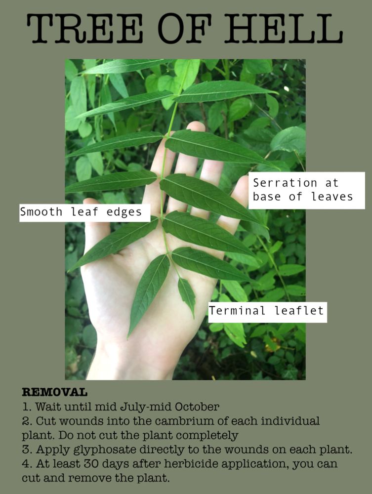 TREE OF HELL
- Smooth leaf edges
- Serration at the base of leaves
- Terminal leaflet

REMOVAL
1. wait until mid july - mid october
2. Cut wounds into the cambium of each individual plant. Do not cut the plant completely. 
3. Apply glyphosate directly to the wounds on each plant. 
4. At least 30 days after herbicide application you can cut and remove the plant