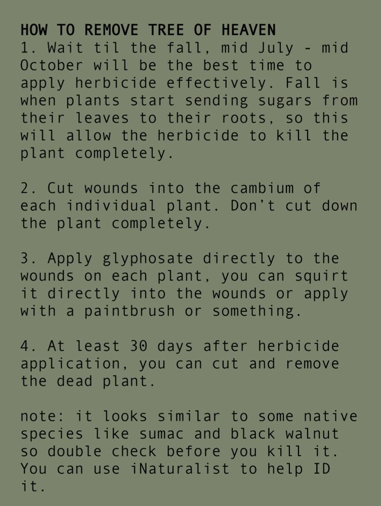 HOW TO REMOVE TREE OF HEAVEN

1. Wait til the fall, mid July - mid October will be the best time to apply herbicide effectively. Fall is when plants start sending sugars from their leaves to their roots, so this will allow the herbicide to kill the plant completely.

2. Cut wounds into the cambium of each individual plant. Don’t cut down the plant completely.

3. Apply glyphosate directly to the wounds on each plant, you can squirt it directly into the wounds or apply with a paintbrush or something.

4. At least 30 days after herbicide application, you can cut and remove the dead plant.

note: it looks similar to some native species like sumac and black walnut so double check before you kill it.