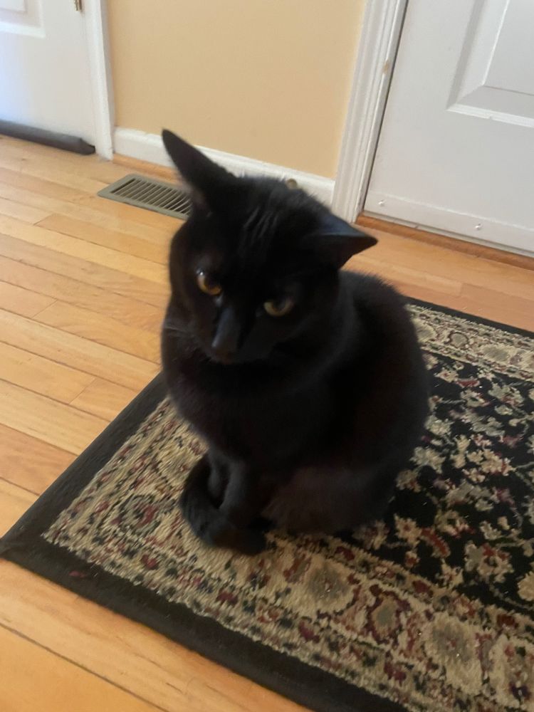 black cat sitting prettily on a rug.