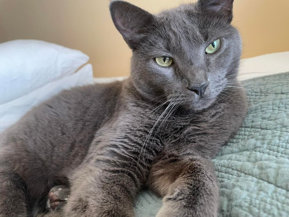 Russian Blue cat (grey) on a green quilt.