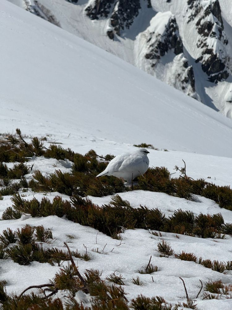 足をけがしてる雷鳥。実は初雷鳥だったりする。