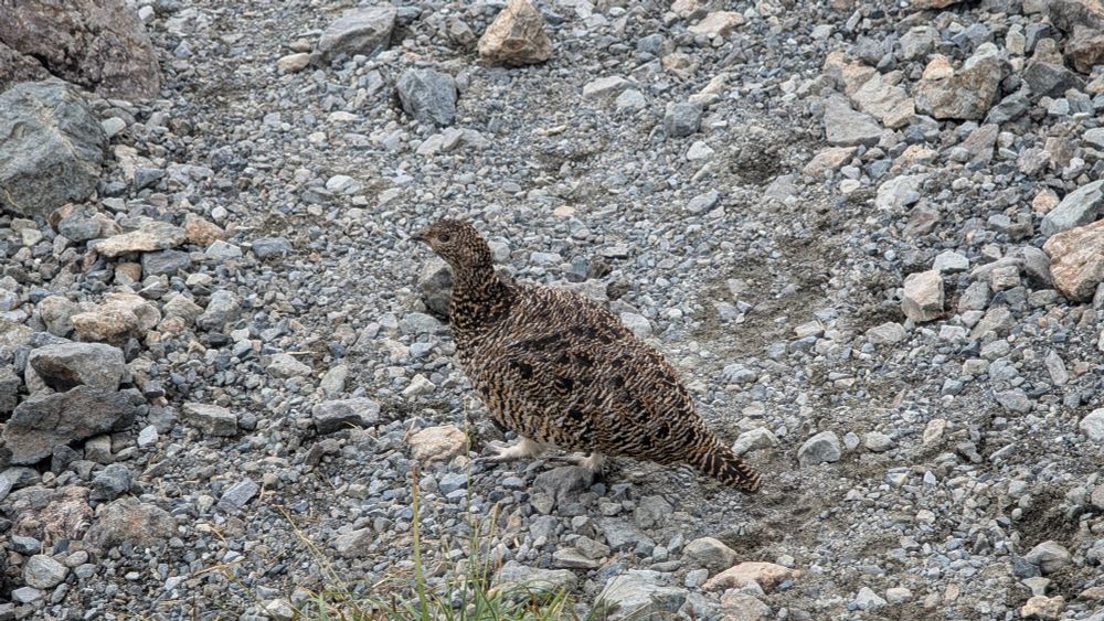 足元1mまでやってきた雷鳥さん