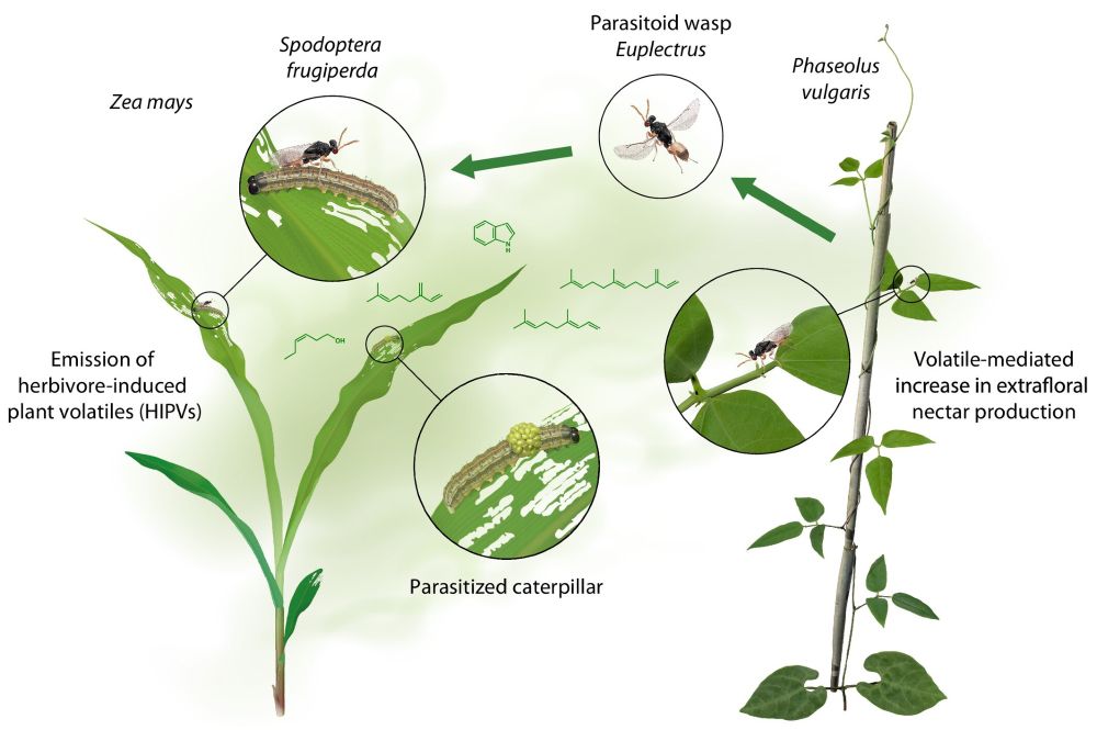 Conceptual diagram of associational resistance (AR) mechanism. This diagram illustrates the hypothesized mechanism by which extrafloral nectar (EFN) from common bean (Phaseolus vulgaris) mediates AR against fall armyworm (FAW) caterpillars (Spodoptera frugiperda), facilitated by the shared ectoparasitoid wasp Euplectrus plathypenae. Green arrows represent the movement of E. plathypenae