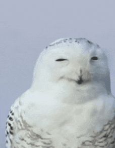 a snowy owl with its eyes closed and its tongue hanging out