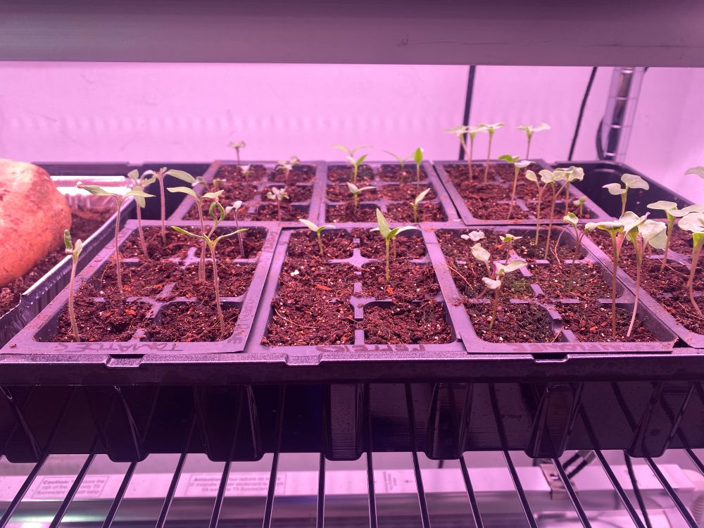 Seedling tray full of tomato, pepper, cauliflower, and broccoli seedlings under grow lights. 