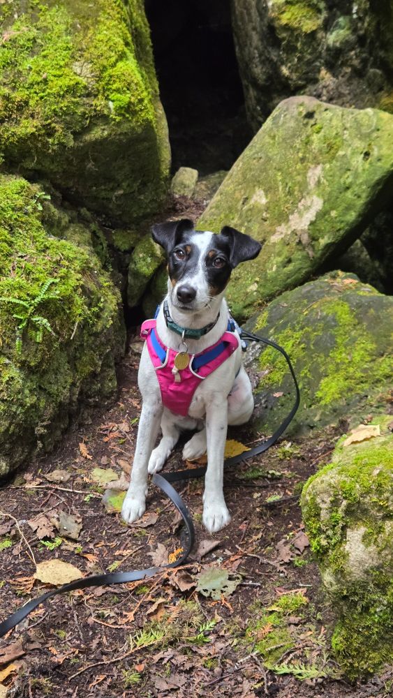 A smooth fox terrier sitting perfectly in front of an array of boulders coated in rich green lichen.
