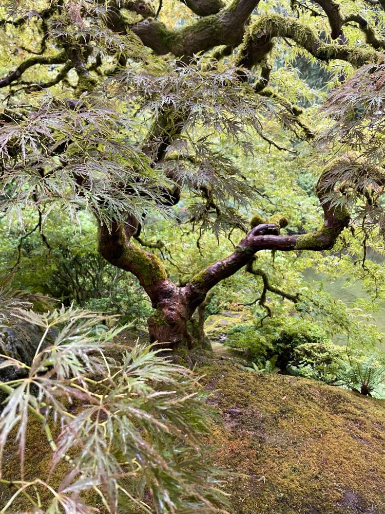 A famous Japanese maple looking gorgeous and just barely starting to turn fall colors 