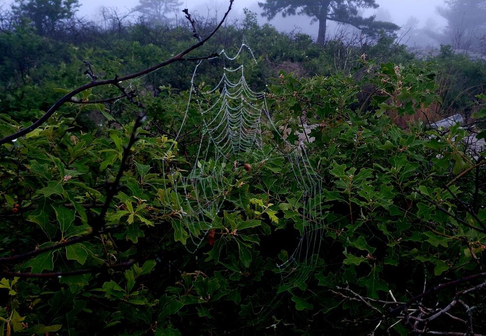 The remains of a spider web at the summit of Buck Hill.