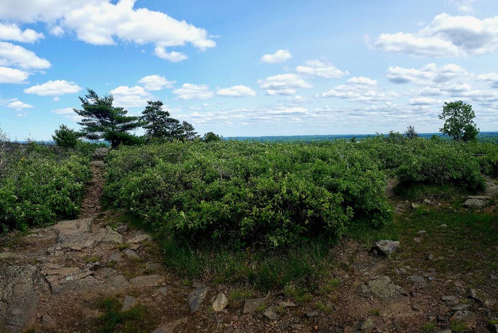 Puffy cumulus clouds fill the sky in this view from the summit of Buck Hill. Exposed rock can be seen in the foreground. Behind that is much newly green scrub brush. A few stunted trees break the horizon.