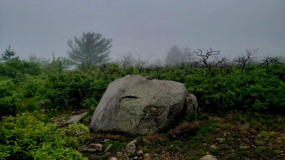 A large boulder on the top Buck Hill is in the foreground. Behind it are a field of shrubs and some stunted trees. It is very foggy, and some tall pine trees can be seen in the background through the fog.