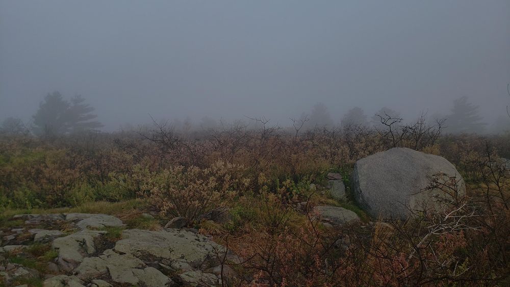 A large boulder, a bare tree, and lots of shrubs on a foggy hilltop.
