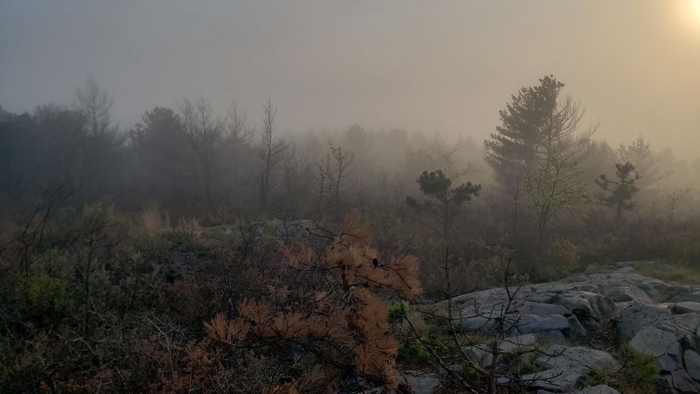 Trees and shrubs on a foggy hilltop.