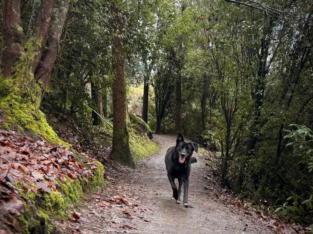 A cheerful looking medium-sized black dog with white toes, on a muddy woodland trail on a cold winters day, running towards the camera. The dog is a border collie/Labrador cross. 