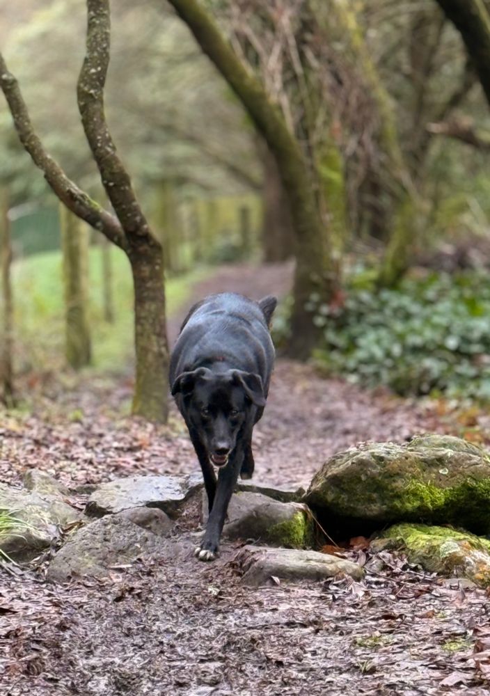 A cheerful looking medium-sized black dog with white toes, on a muddy woodland trail on a cold winters day, running towards the camera. The dog is a border collie/Labrador cross. 