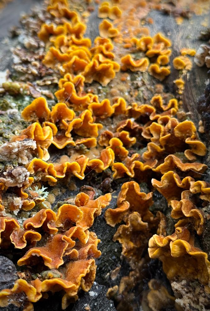 A close up photo of orangey coloured fungus growing on a fallen log. 
