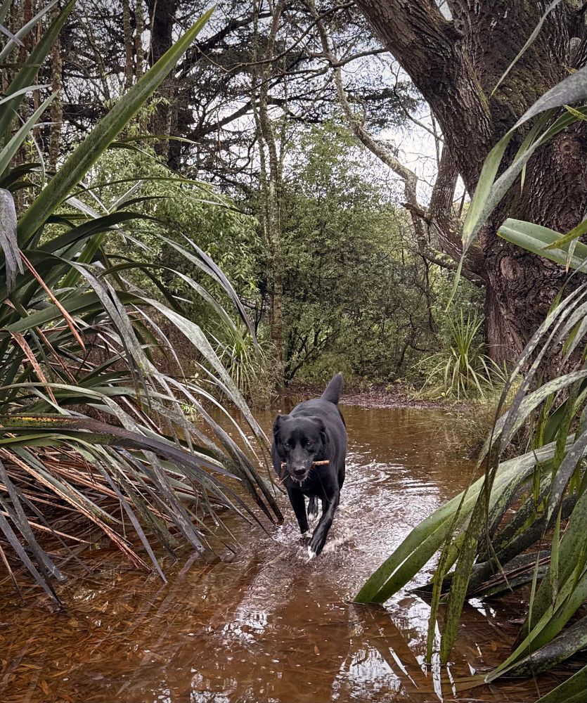 A cheerful looking medium-sized black dog with white toes, in a woodland stream flanked by tall flaxes on a cold winters day, running towards the camera. The dog is a border collie/Labrador cross. 