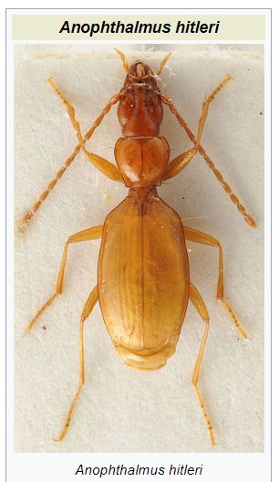 Image of a very drab beetle named Anopthalmus hitleri from Wikipedia