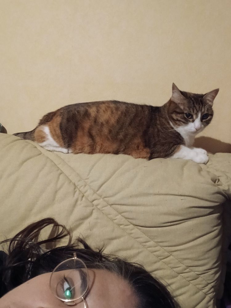 A calico cat lying on the back of a couch. Underneath, half a face is visible.