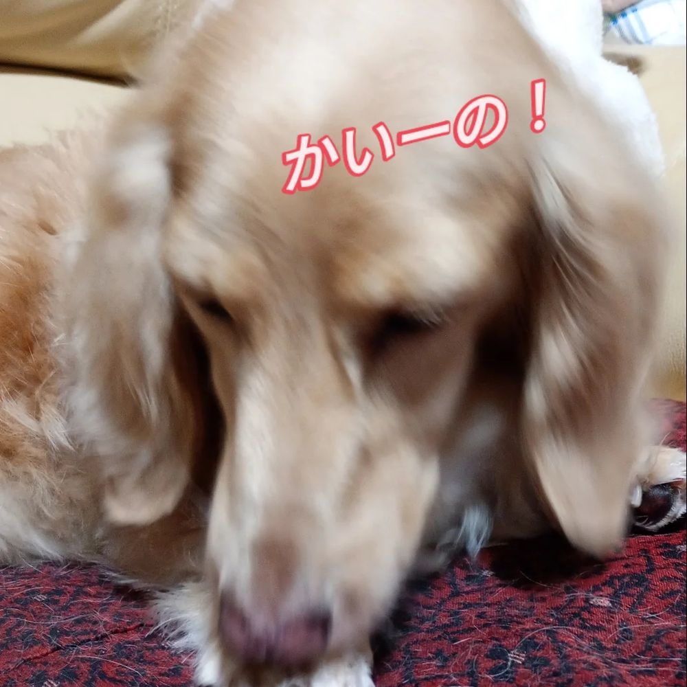 かいーのですワン♥