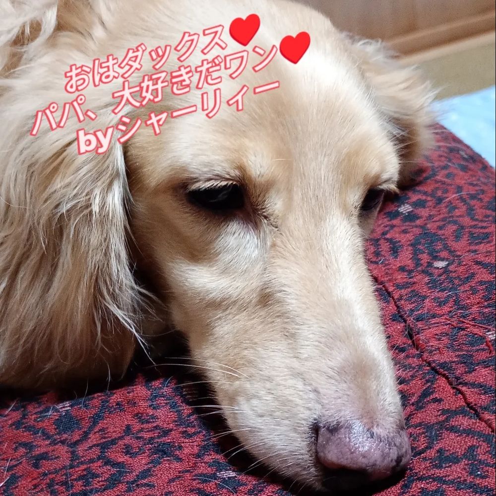 おはダックス♥