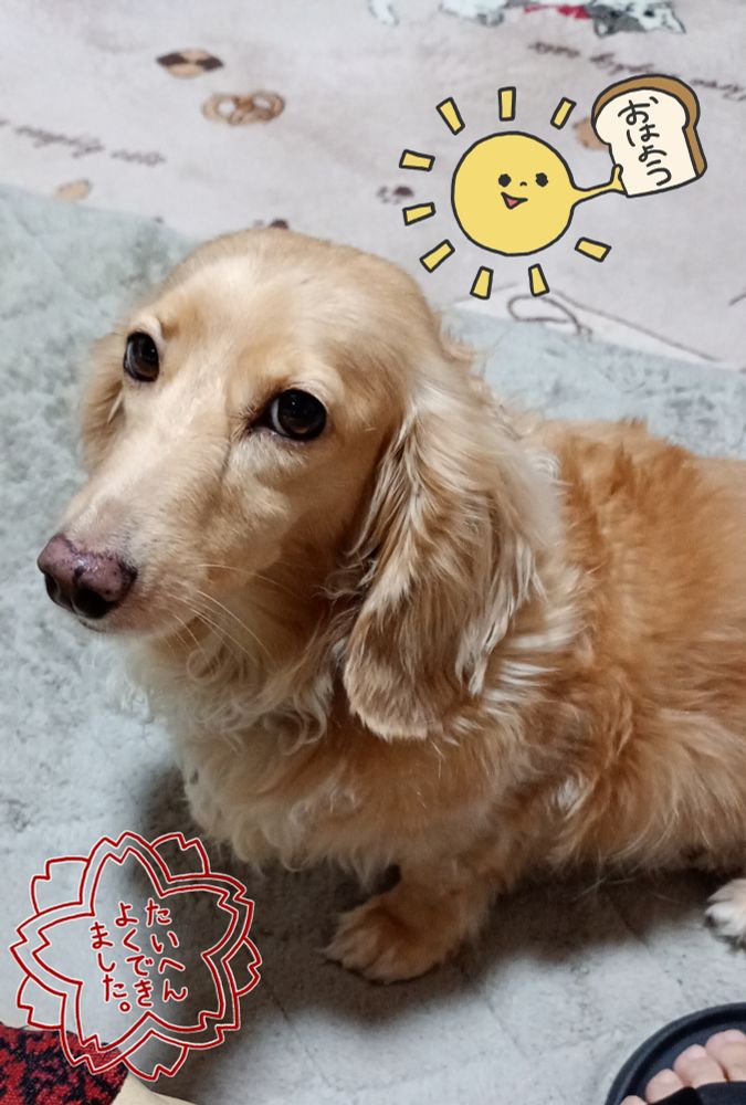 可愛いシャーリィーちゃん♥