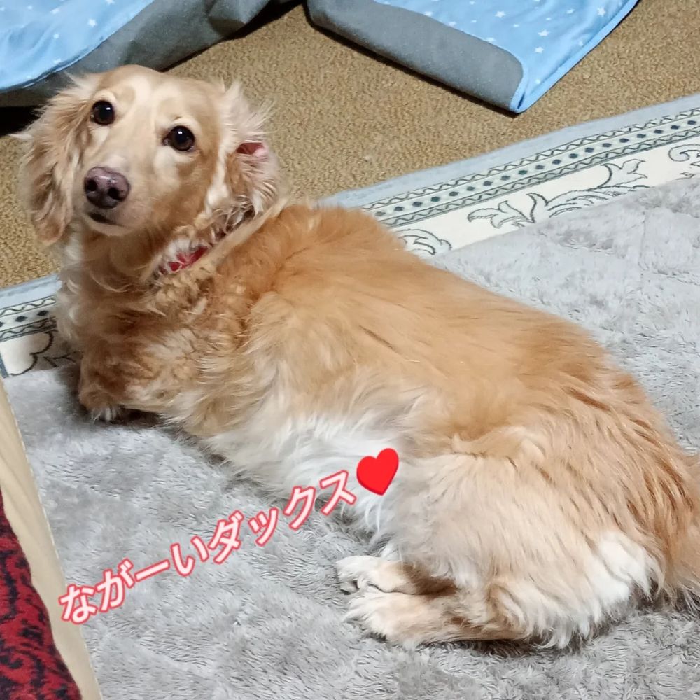 ながーいダックスフンド♥