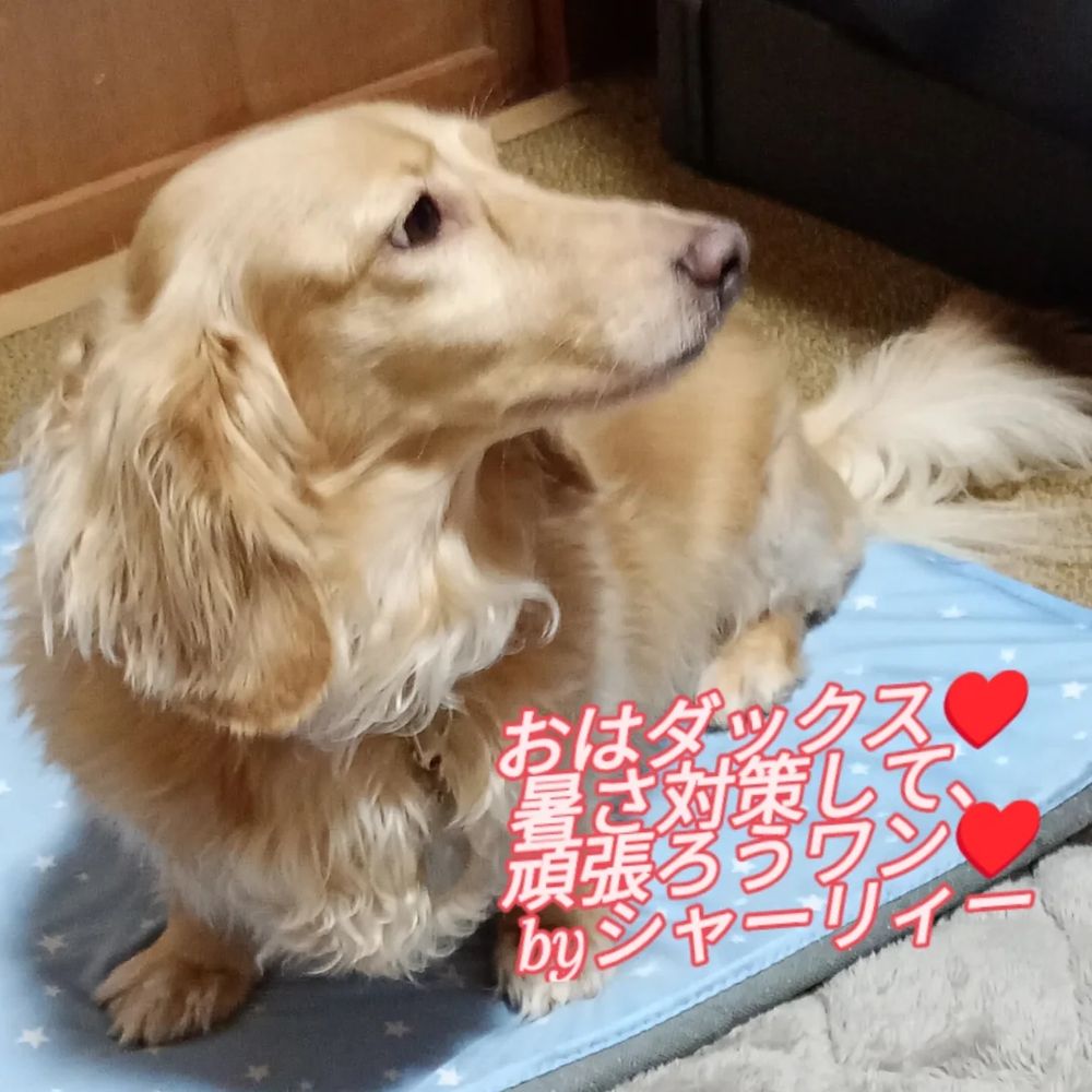 可愛いすぎるシャーリィー♥