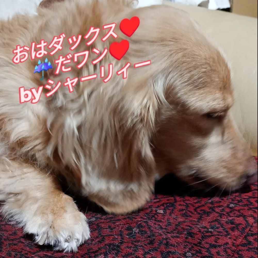 可愛すぎるダックス♥