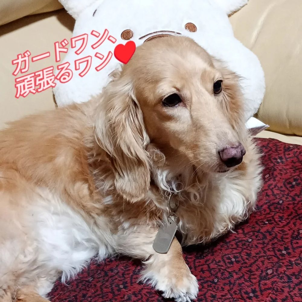 頑張るワン♥