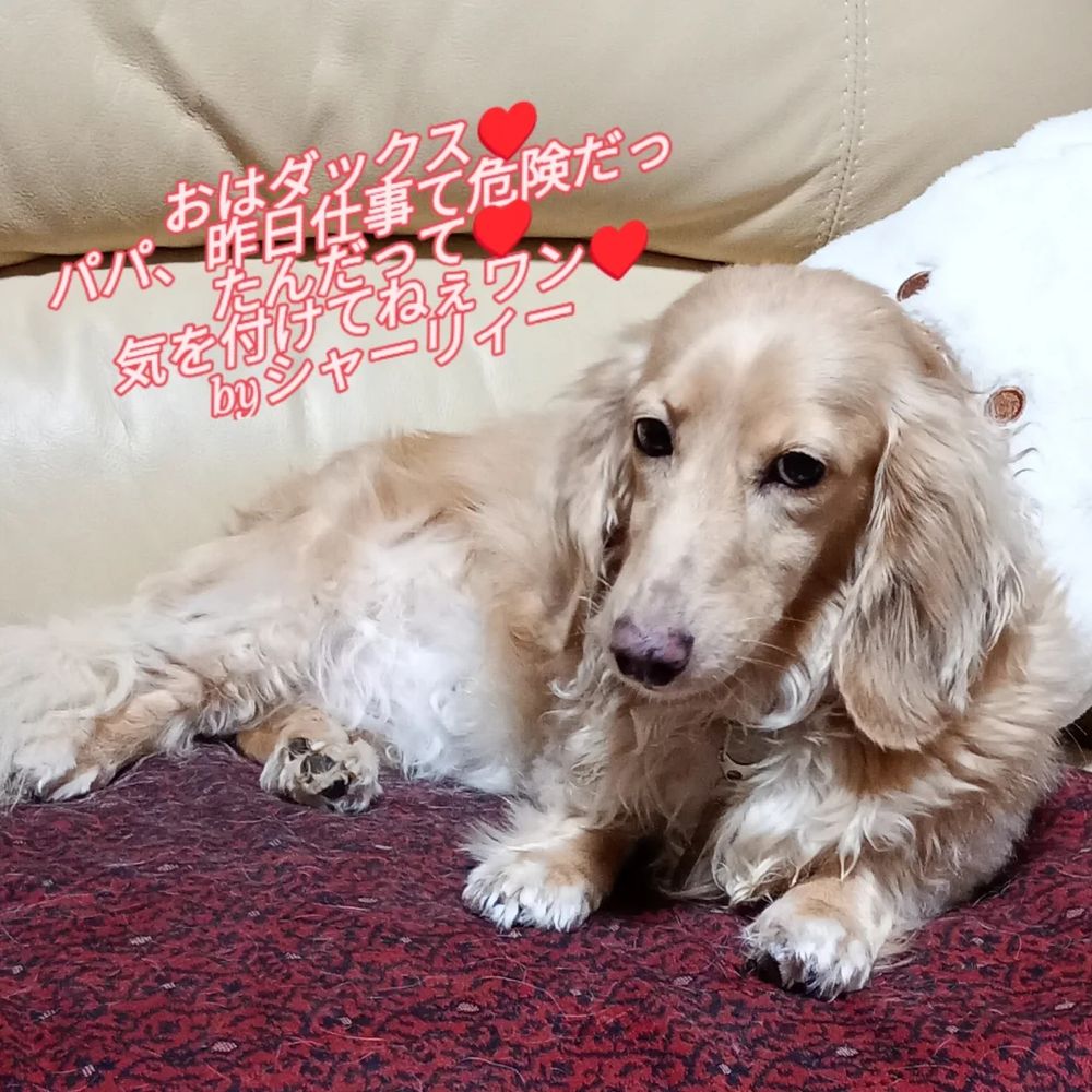 パパが心配なシャーリィーちゃん♥