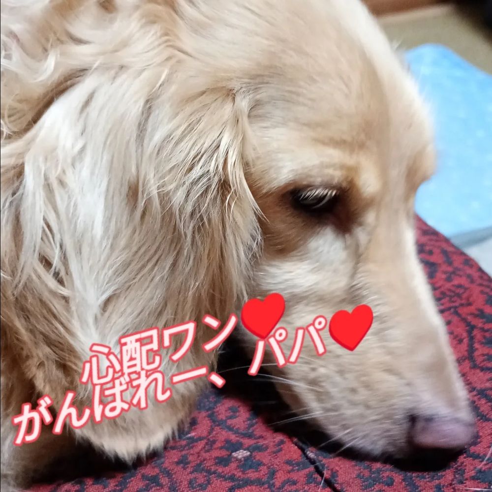 応援するダックスフンド♥