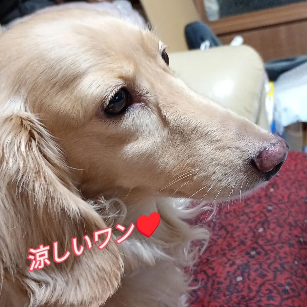 可愛すぎるシャーリィー♥