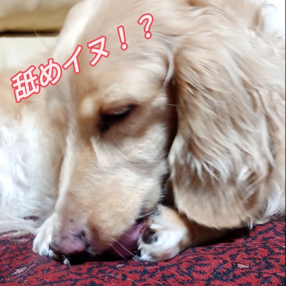 なめ猫ならぬ、なめイヌ！
