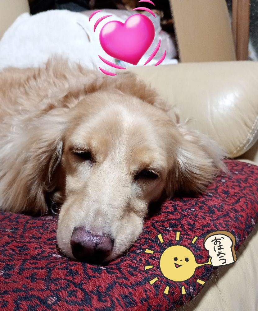 映画観たいシャーリィーちゃん♥