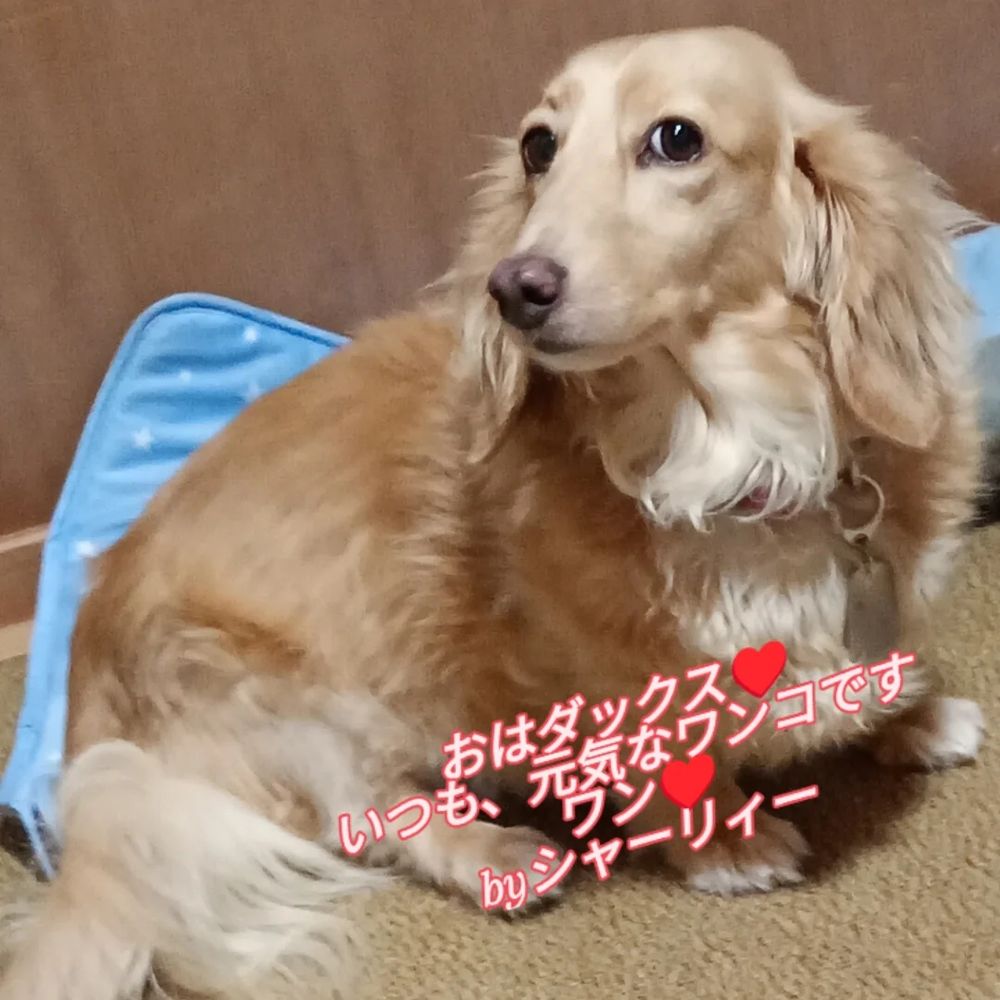 シャーリィーちゃん♥