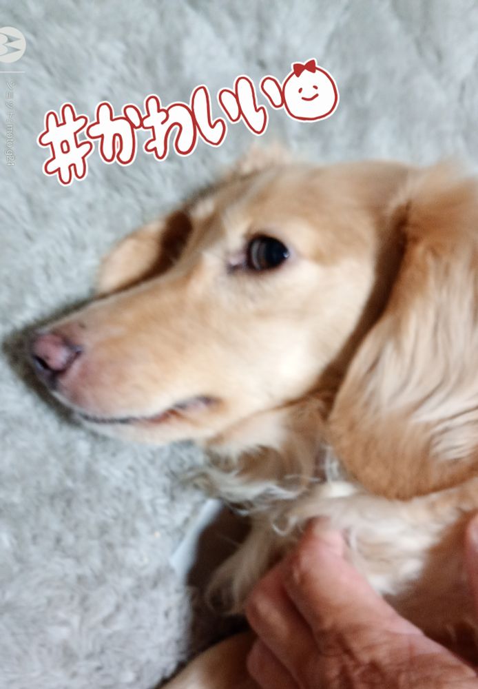 可愛すぎるダックス♥