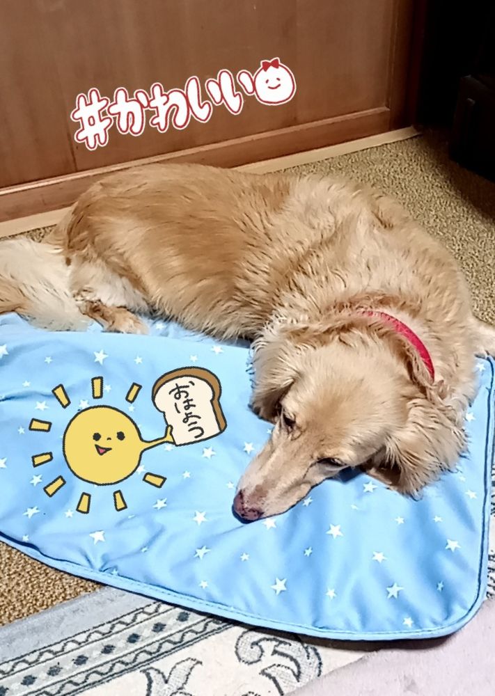 おはダックス♥