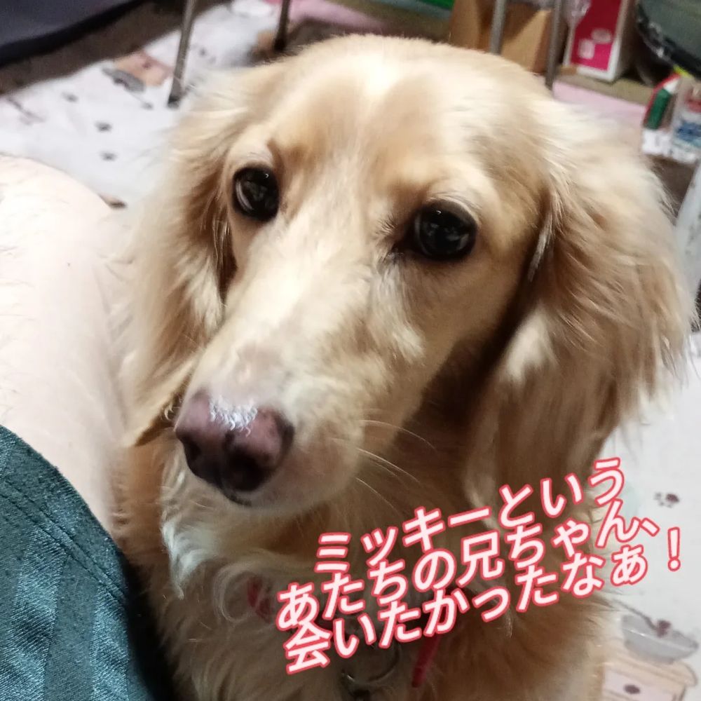 先住犬ミッキー（2023年没）に会いたいシャーリィーちゃん♥