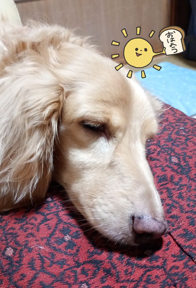 ねんねシャーリィー♥