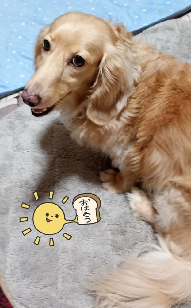 おはダックス♥
