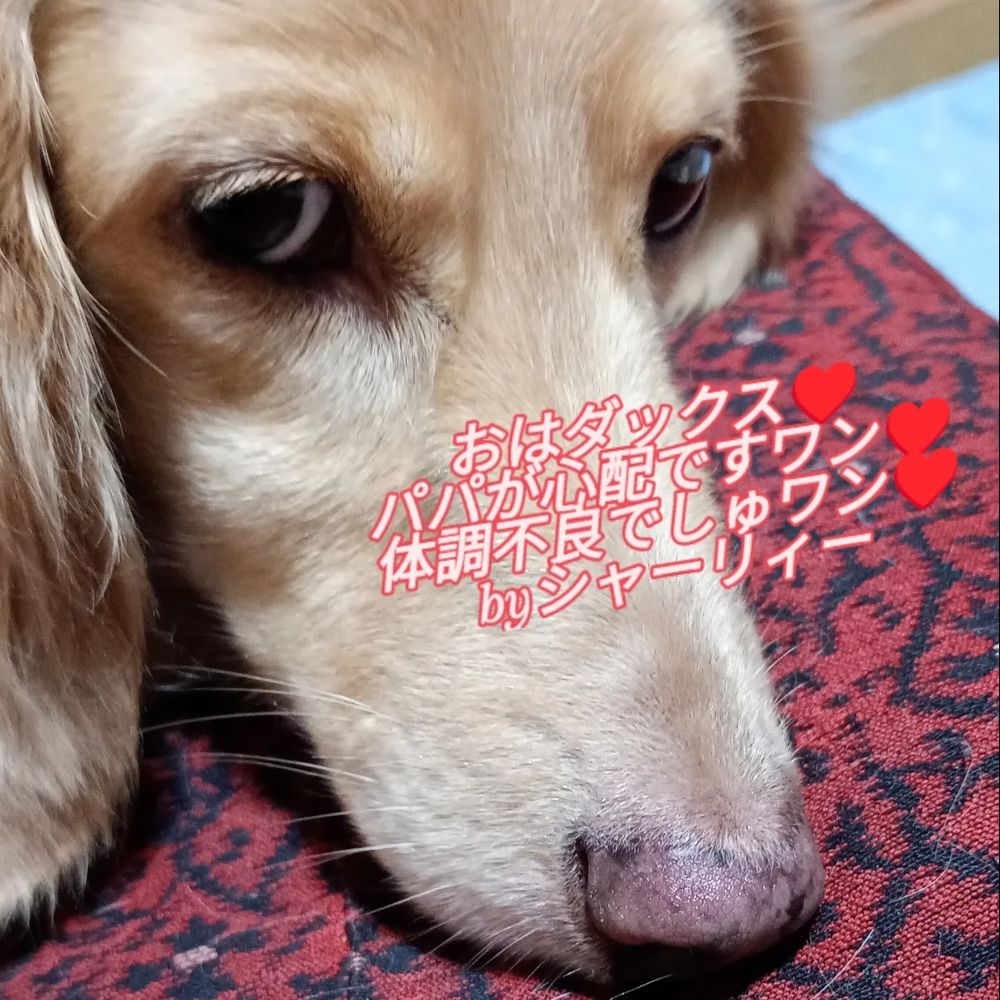 パパが心配なシャーリィー♥