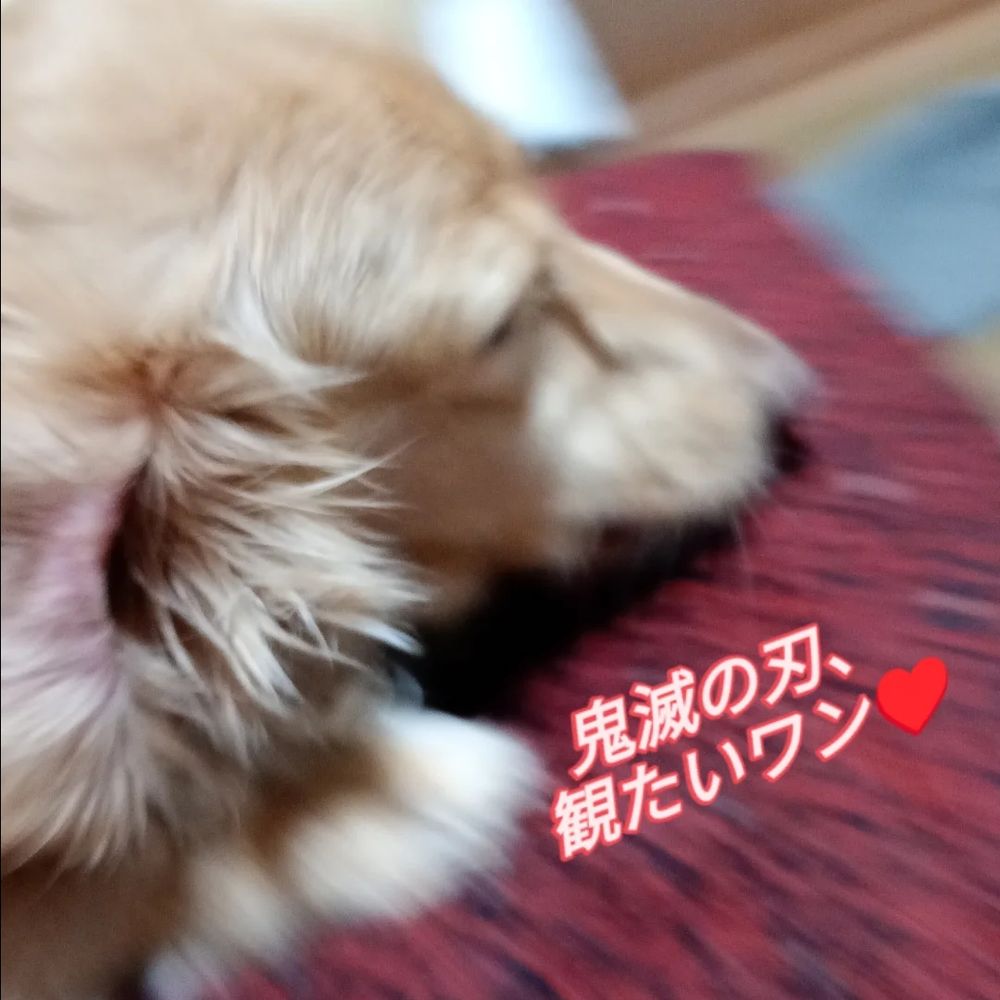 へんなイッヌ♥