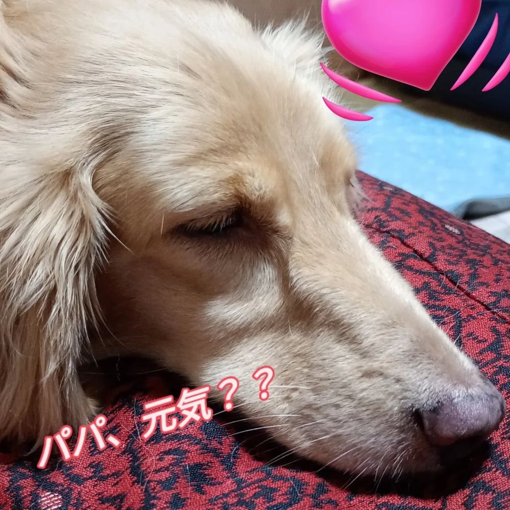 元気だよ、シャーリィー♥