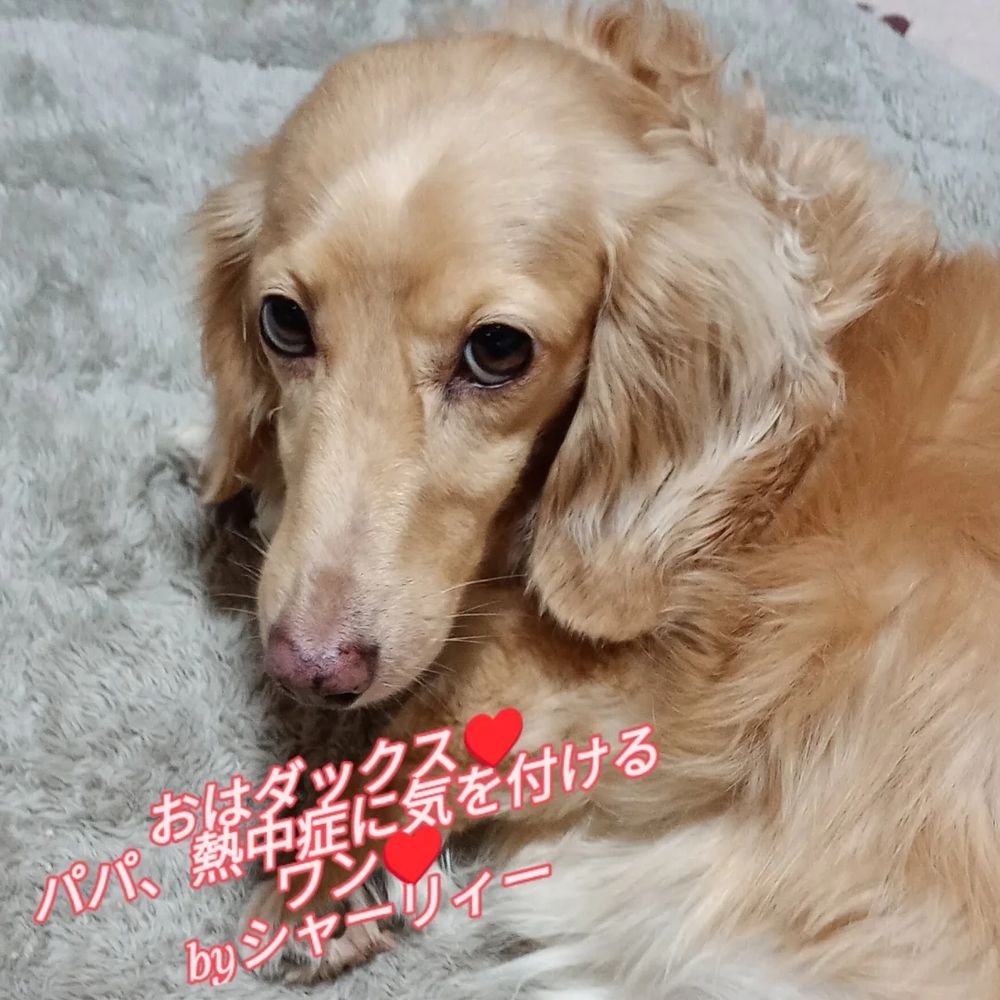 心配ダックス♥