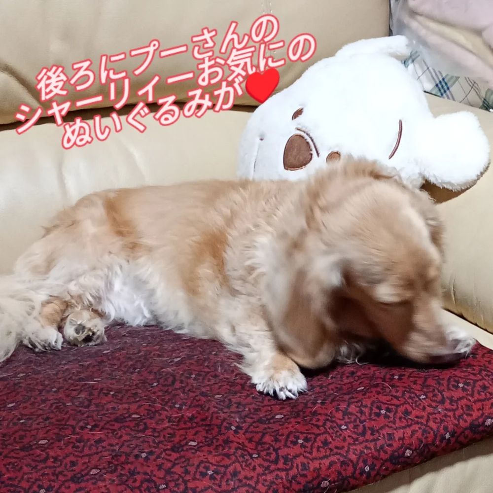 プーさんのぬいぐるみは、シャーリィーのお気に入り♥