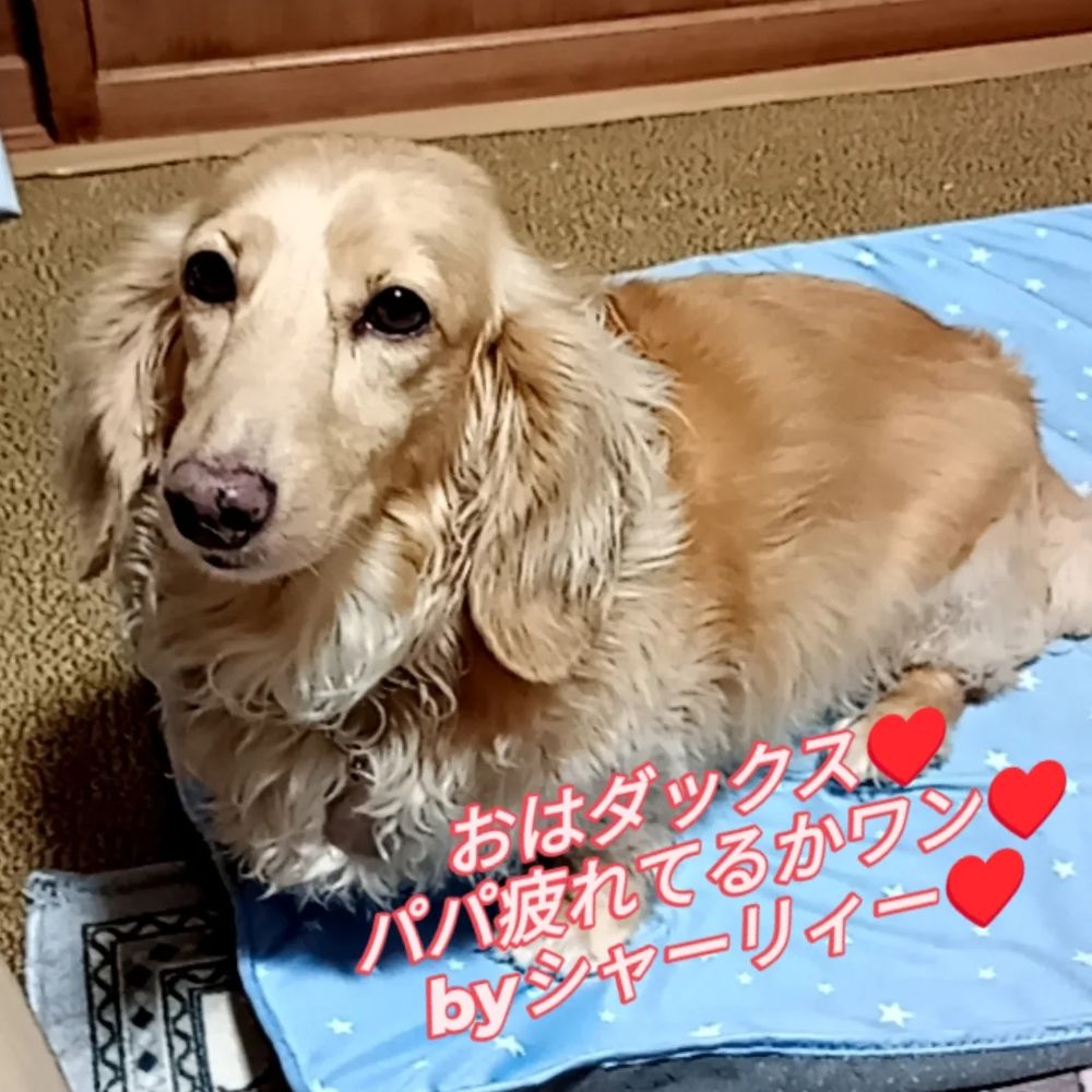 やはり、ウナギ犬？ダックス？