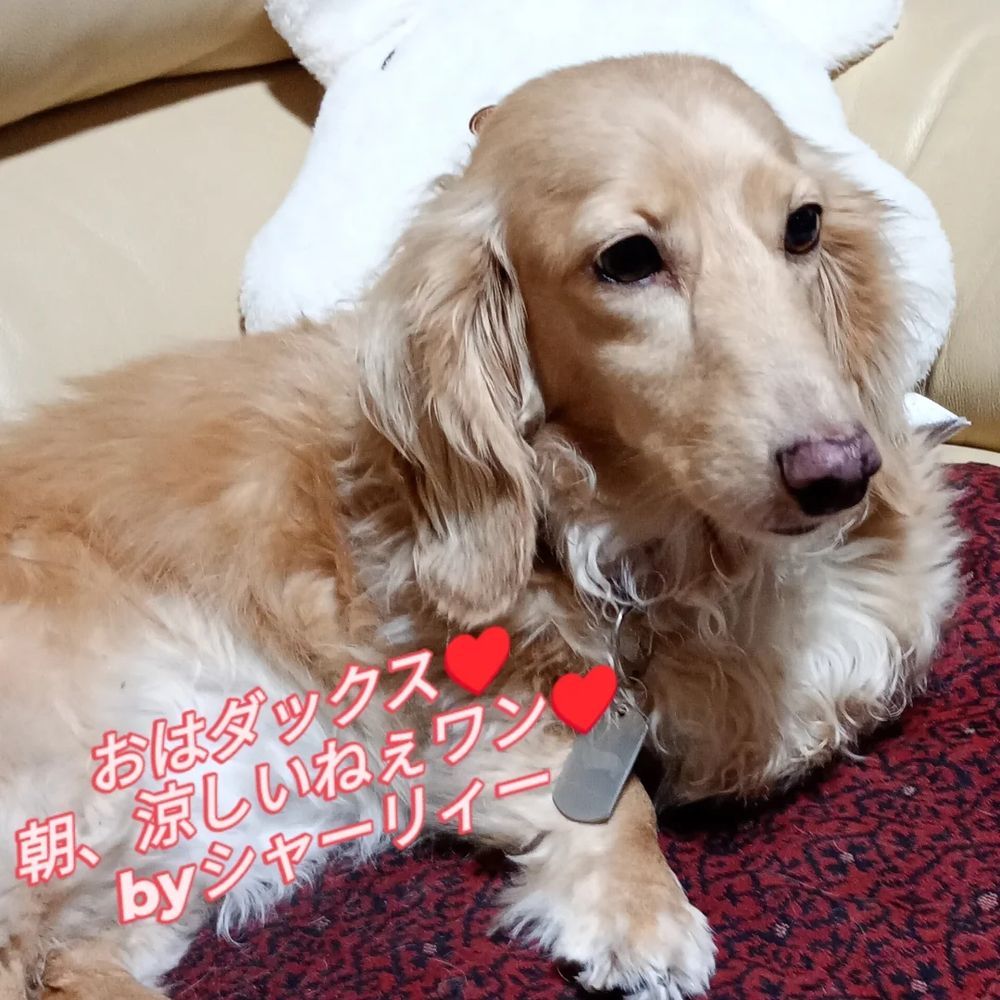 おはダックス、シャーリィー♥