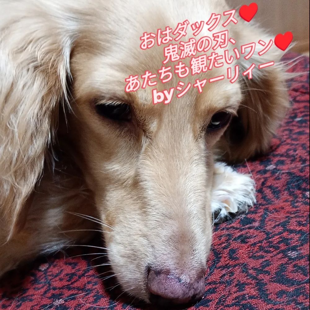 おはダックス♥