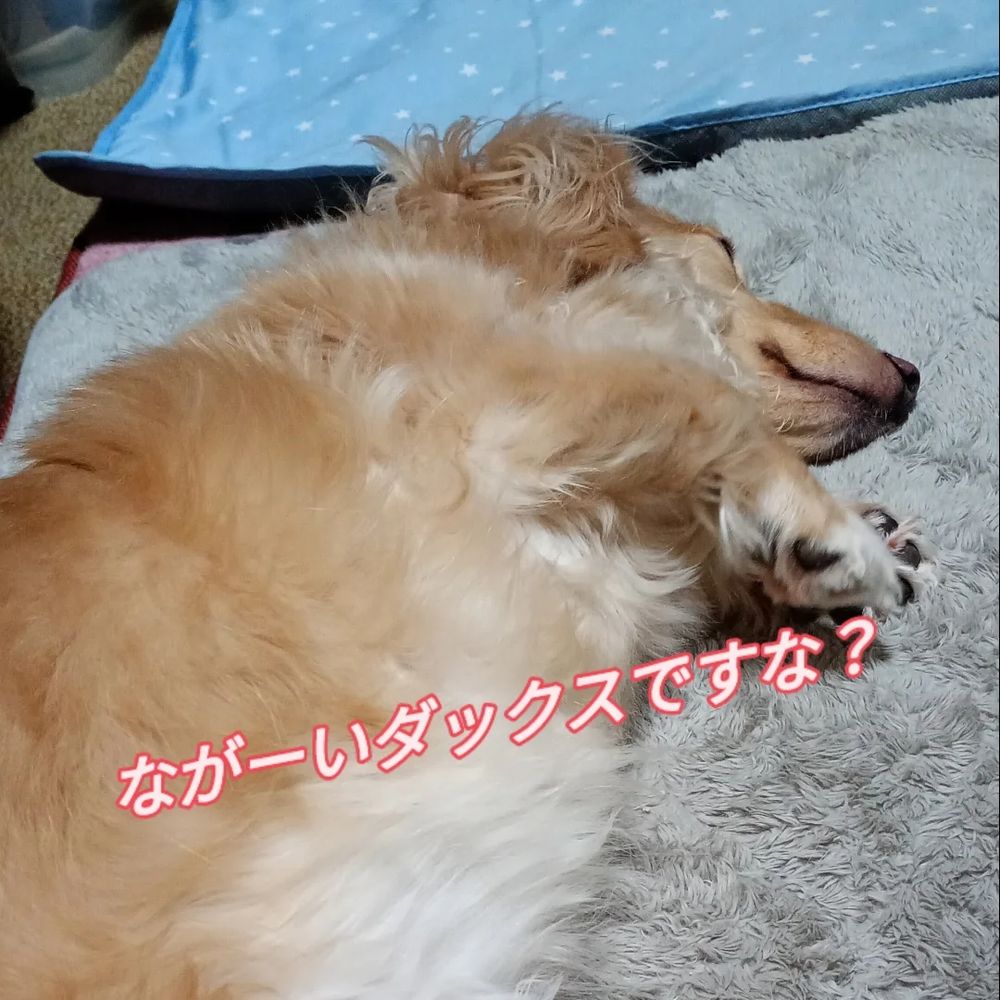 ながーいダックス？ウナギ犬？